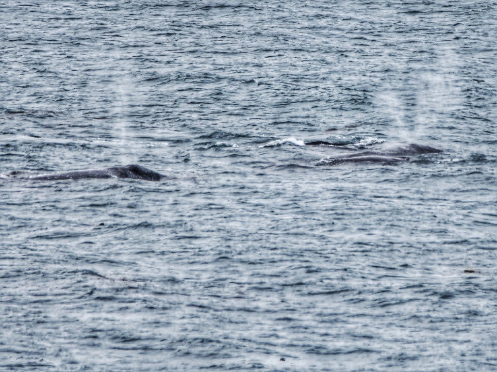 whales off the coast