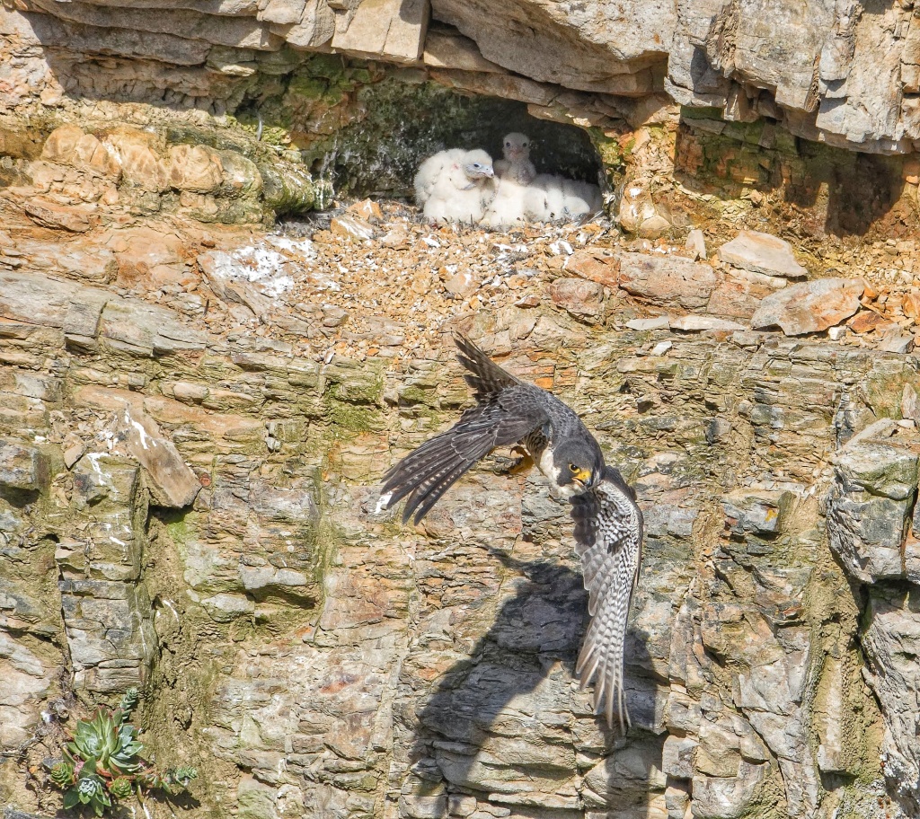 peregrine falcon with chicks